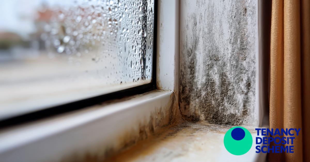 Tackling damp and mould: What landlords need to know