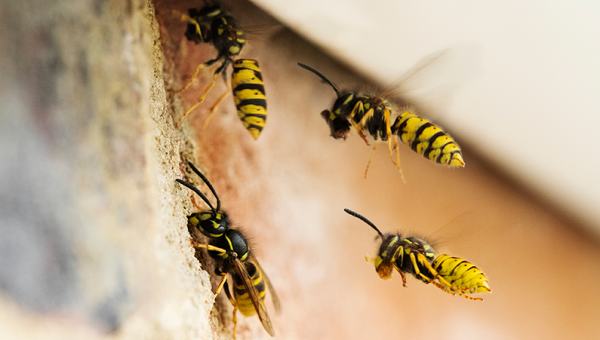 Blog: How to deal with common household pests