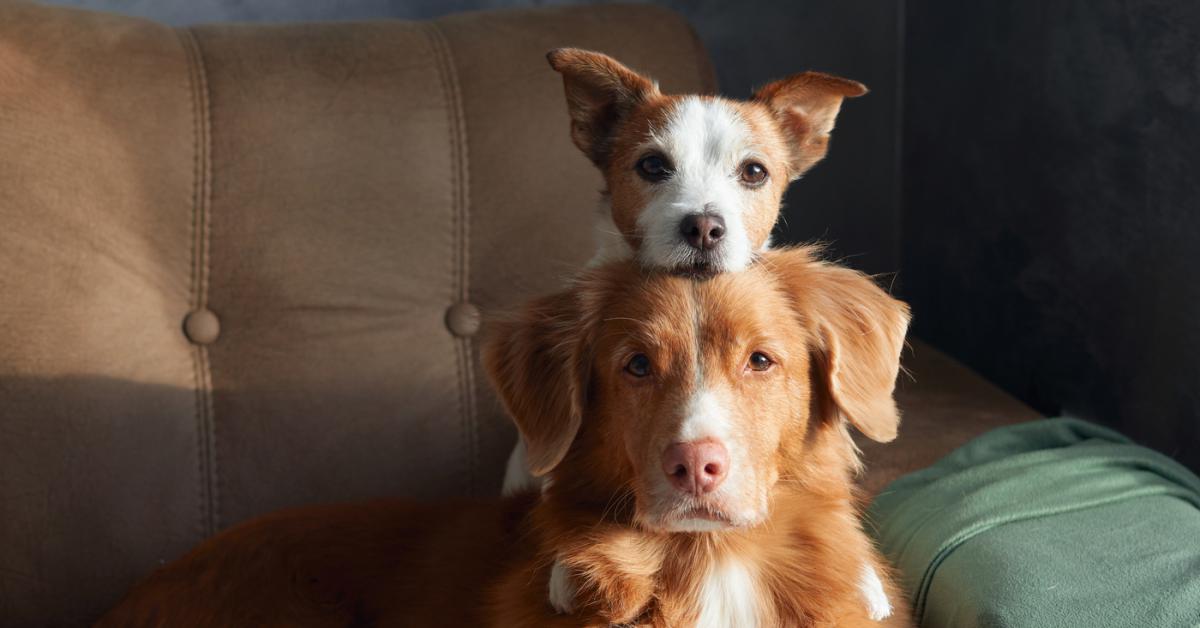 Five ways to safely let with pets