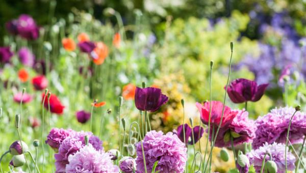 MyDeposits shares ultimate garden guide