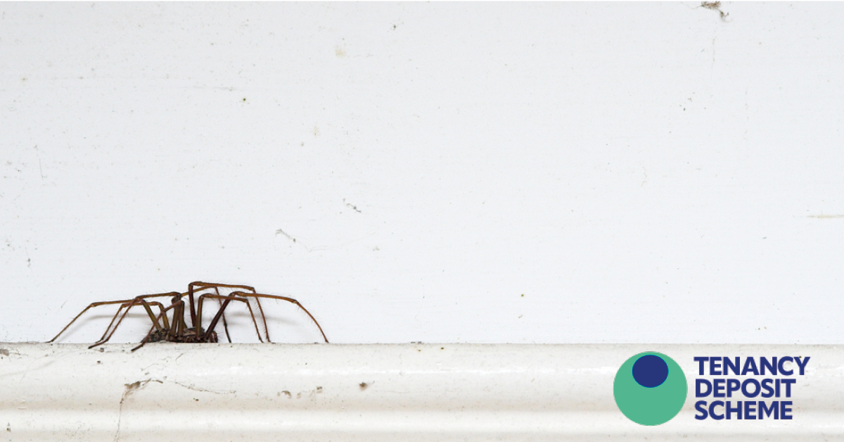 TDS tricks and treats to help tackle spider infestations in rented homes