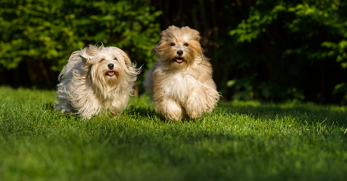 Renters' Rights webinar: Your questions on pets