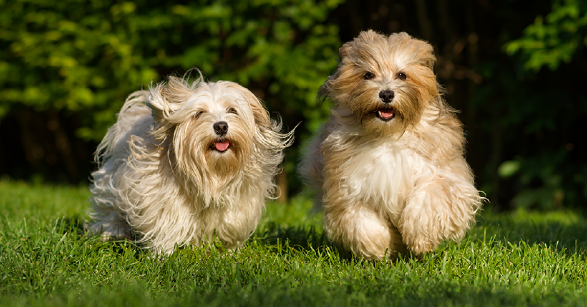Plans to change tenancy agreements to allow 'well behaved pets'