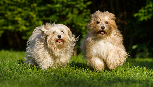 Pets: Government revises model tenancy agreement