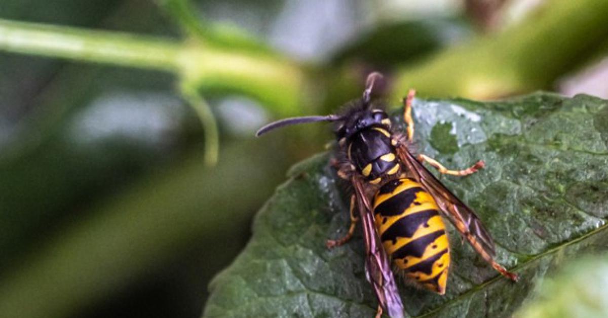 Forum Spotlight: Are wasps nests a landlords or a tenants responsibility to remove?