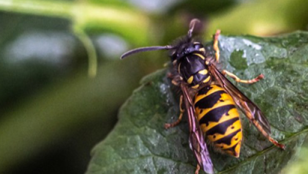 Summertime Blues: Dealing with household pests