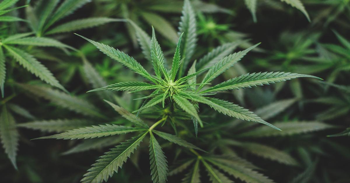Cannabis farms: the hidden risk facing Welsh landlords