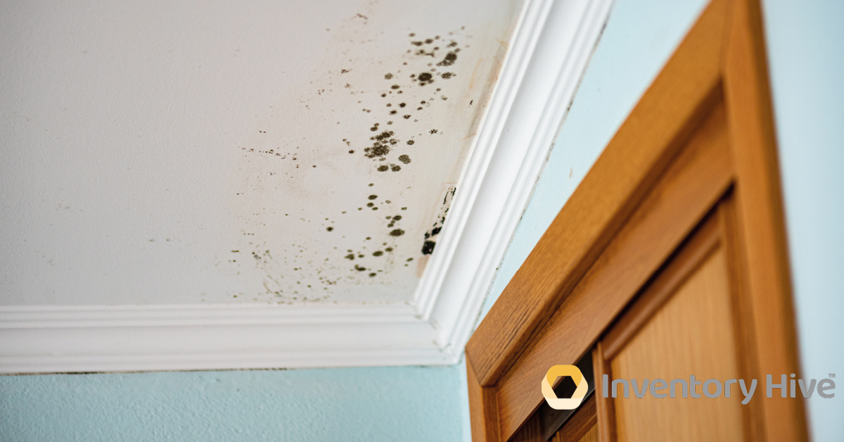 How to identify potential mould issues in rented properties efficiently