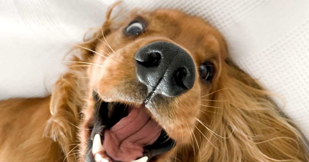 Tips and advice for taking on a tenant with a pet