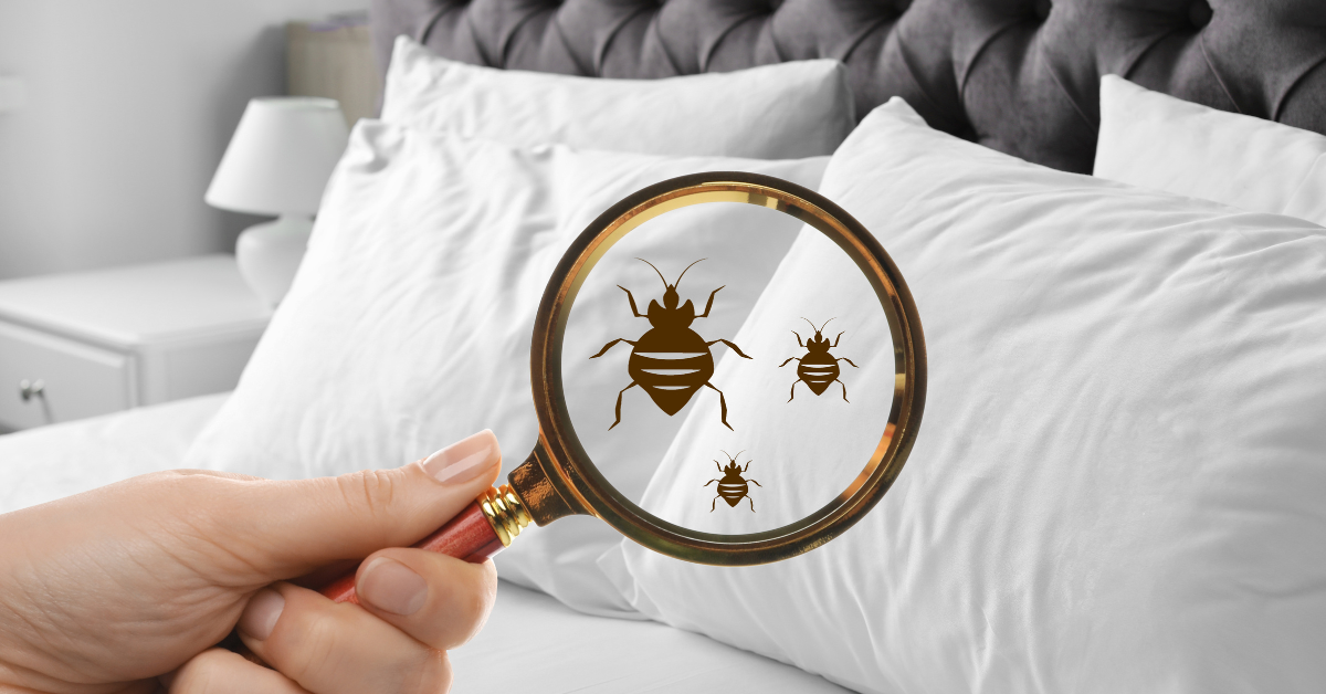 Call of the month: Dealing with bed bugs in rentals