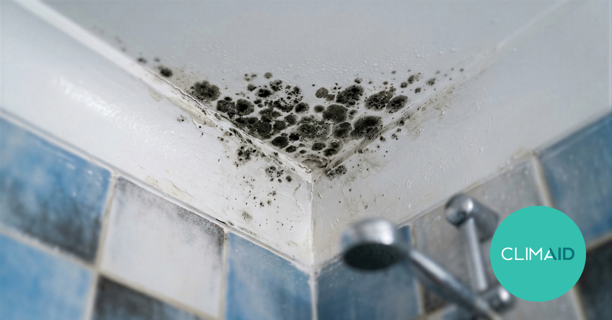 Catch damp before it becomes mould