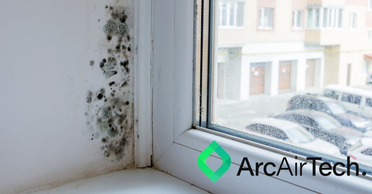 Mould doesn't take the summer off, now is the best time to get ahead