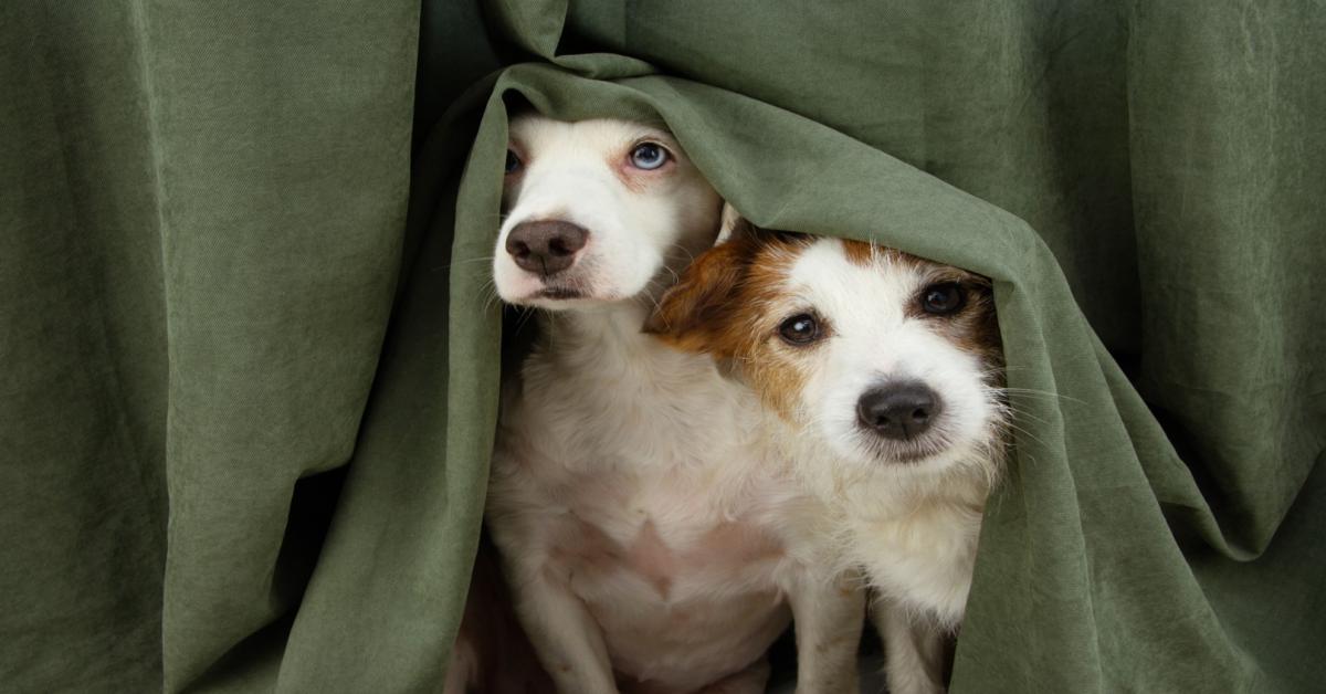 Survey: More than half of landlords and agents unable to recoup pet damage costs