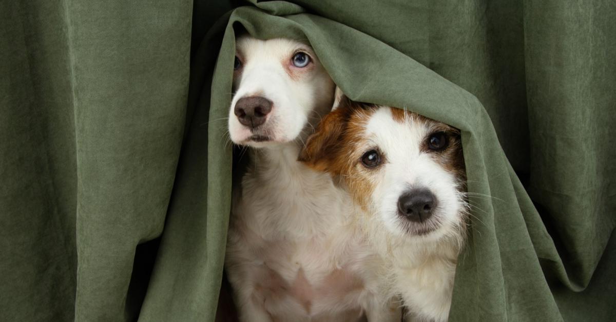 Renters’ Rights Act: Pets in rental properties: Your FAQs