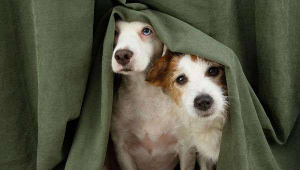 Pets survey: Final call for landlord responses