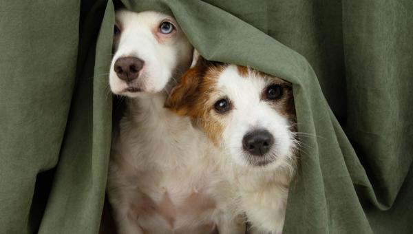 New guidance: pets and your rentals