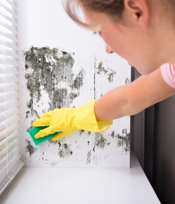 Damp, Mould & Condensation