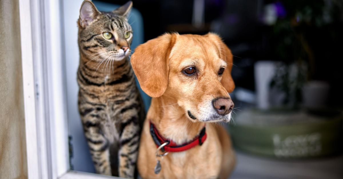 Pets and deposits: What landlords need to know about the new 28-day rule