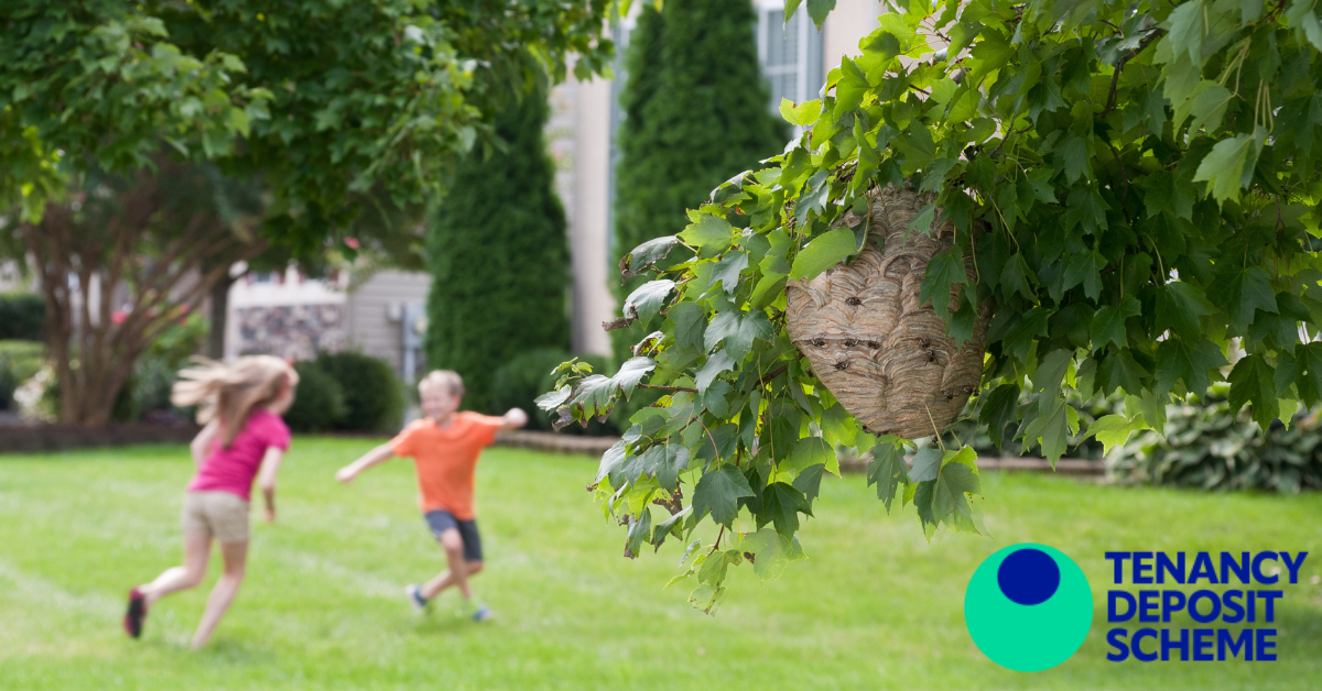 Uninvited guests: Dealing with ants, wasps and rats in rental properties